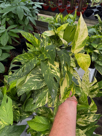 Epipremnum pinnatum 'Yellow Sunrise'