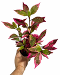 Alternanthera Dentata 'Brazilian Red Hots'