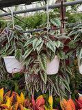 Cissus Javana 'Discolor'