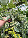 Epipremnum aureum 'Pearls and Jade' | Pothos 'Pearls and Jade'