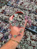 Ceropegia Woodii 'Variegata' | String of hearts