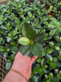 Ficus Microcarpa 'Green Island'