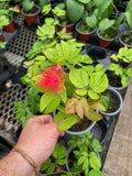Calliandra Tergemina