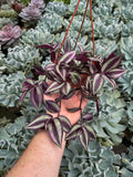 Tradescantia Zebrina