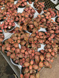 Fittonia 'Ruby Lime'