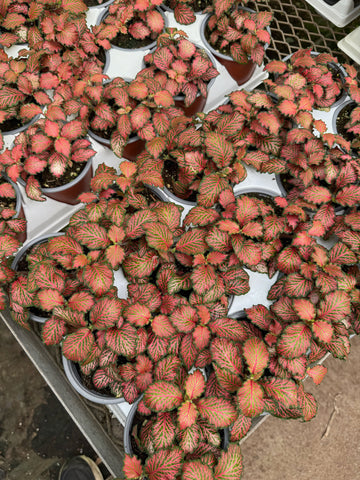 Fittonia 'Ruby Lime'