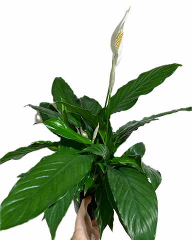 Spathiphyllum wallisii | Peace Lily | Peace Lily