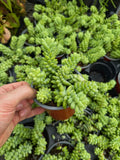Sedum Morganianum 'Burrito'