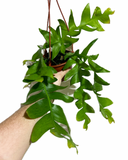 Disocactus Anthonyanus