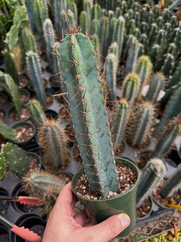 Cereus 'Blue Wing' | Cactus
