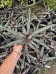 Cryptanthus 'Crème Brûlée'