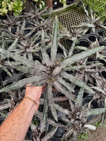 Cryptanthus 'Crème Brûlée'