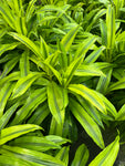 Dracaena 'Lemon Lime'