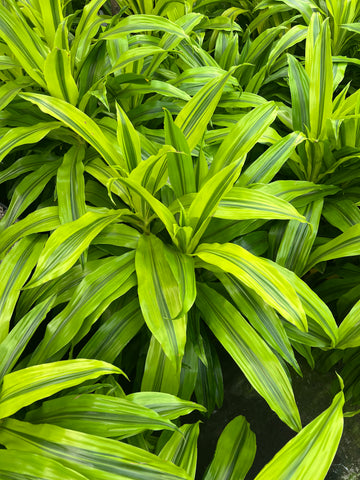 Dracaena 'Lemon Lime'