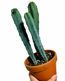 Myrtillocactus Geometrizans 'Blue Candle'