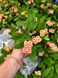 Euphorbia Milii 'Pêche' | Couronne d'épines