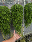 Pilea Depressa | Baby Tears