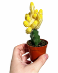 Cactus Greffé #1