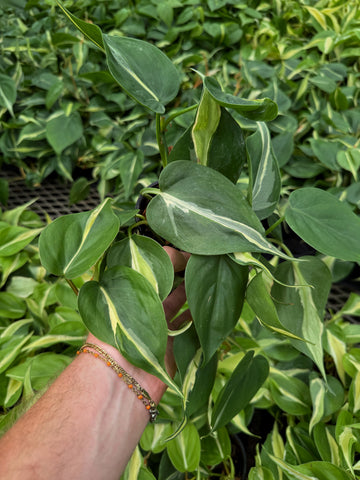 Philodendron 'Silver Stripe'