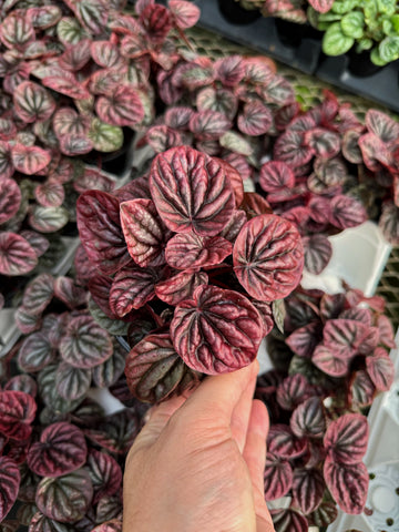 Peperomia Caperata 'Red Luna'