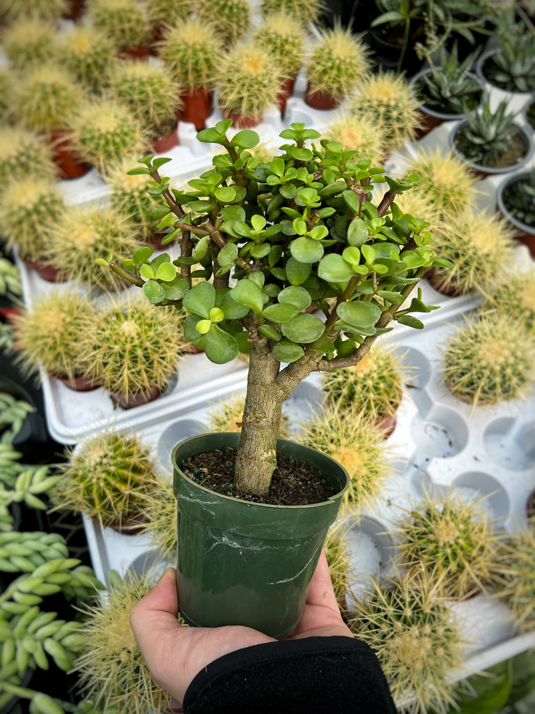 portulacaria afra and crassula ovata Portulacaria afra 'Elephant Bush'