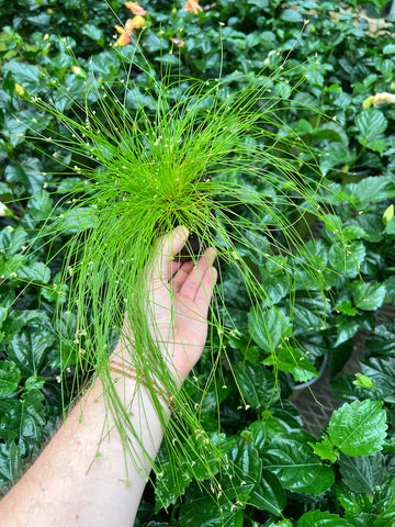 Isolepis Cernua 'Fiber Optic Grass