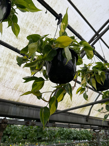 Philodendron 'Brésil'