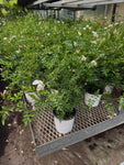 Jasmine Officinale | White jasmine