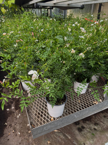 Jasmine Officinale | White jasmine