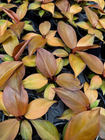 Philodendron 'McColley's Finale'