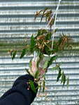 Begonia Amphioxus 'Butterfly' | Bégonia