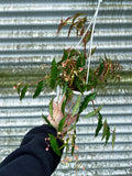 Begonia Amphioxus 'Butterfly' | Bégonia