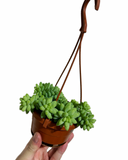 Sedum Morganianum 'Burrito'