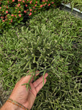Rhipsalis Pilocarpa | Cactus-gui