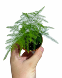 Asparagus Plumosus | Asparagus Fern | Asparagus 'Setaceus'