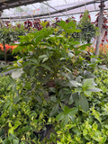 Medinilla Pendula