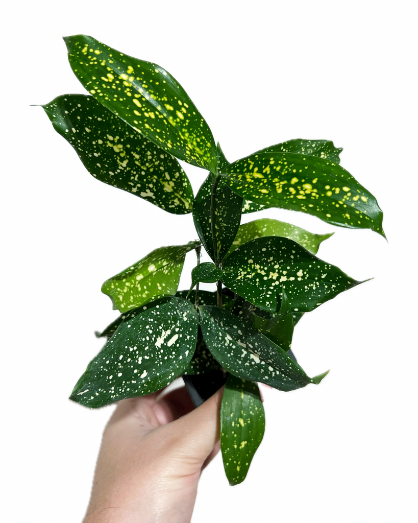 dracaena florida beauty humidity Dracaena Surculosa 'Florida Beauty'