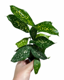 Dracaena Surculosa 'Florida Beauty'