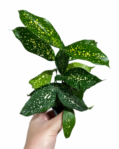 dracaena florida beauty Dracaena Surculosa 'Florida Beauty' – Végétal Design Qc