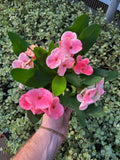 Euphorbia Milii 'Charlotte'