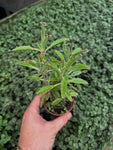 Kalanchoe Tubiflora | Mother of Millions
