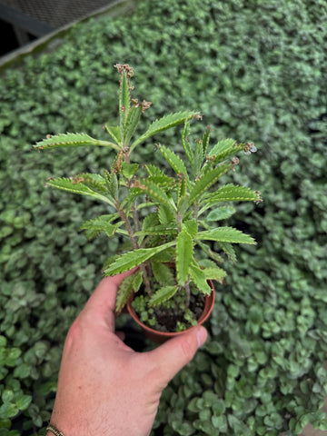 Kalanchoe Tubiflora | Mother of Millions