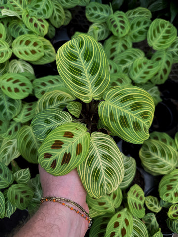 Maranta Gold Maranta Leuconeura 'Gold Lines' – Végétal Design Qc