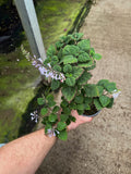 Plectranthus Ernstii