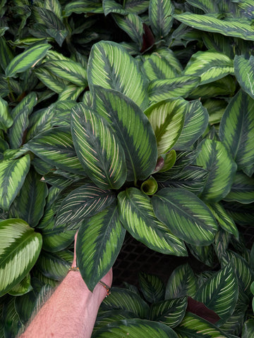 Calathea 'Beauty Star'