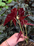 Begonia Maculata 'Black Forest'