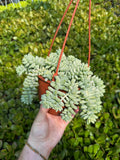 Sedum Morganianum 'Burrito'
