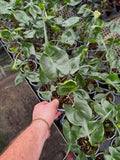 Alocasia  Macrorrhiza 'Stingray'