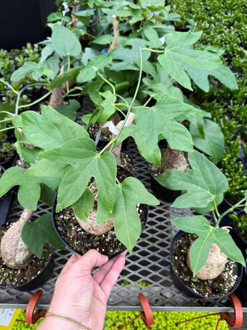 Adenia Viridiflora