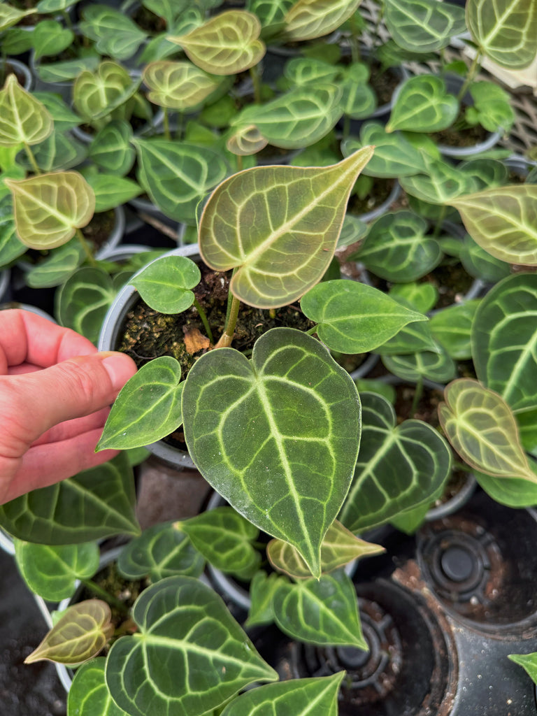 anthurium clarinervium origin Anthurium Clarinervium – Végétal Design Qc
